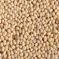 Urad Dal