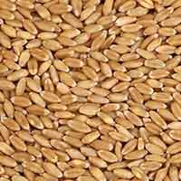 Wheat