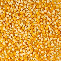 Maize
