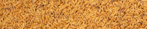 Raw Paddy
