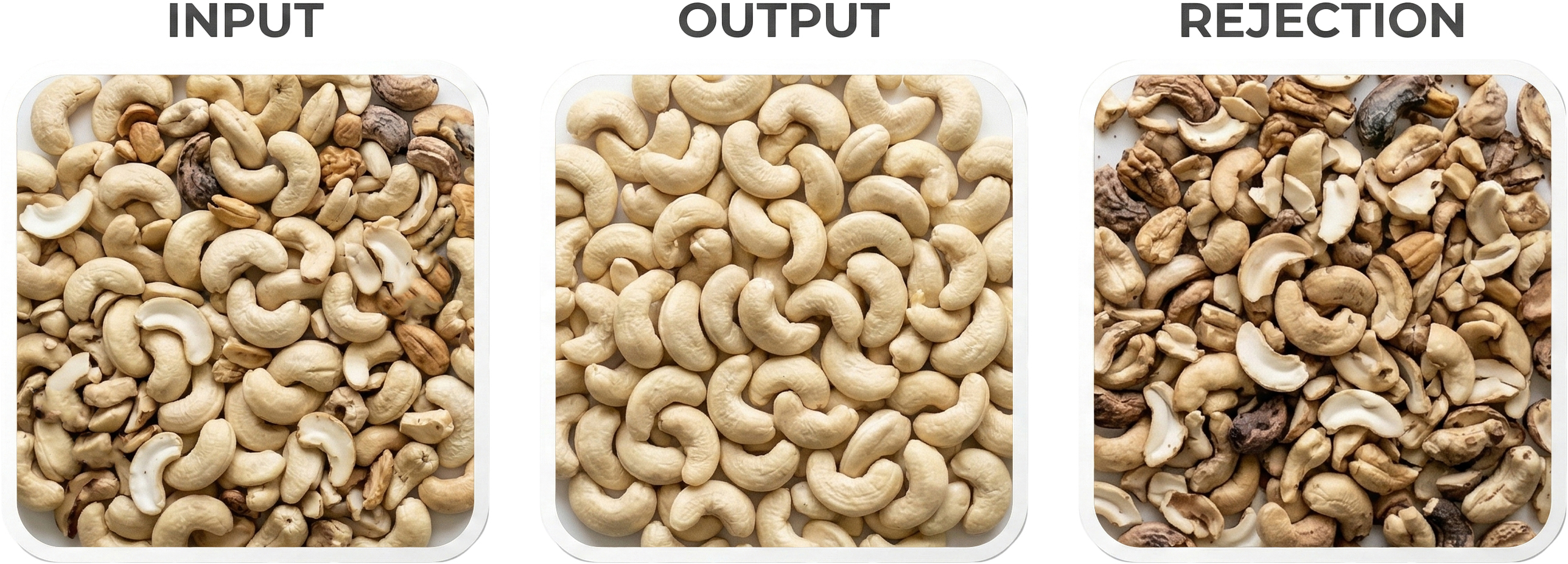 Cashew Nuts