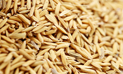 Raw Paddy