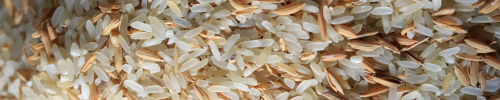 Rice and Paddy